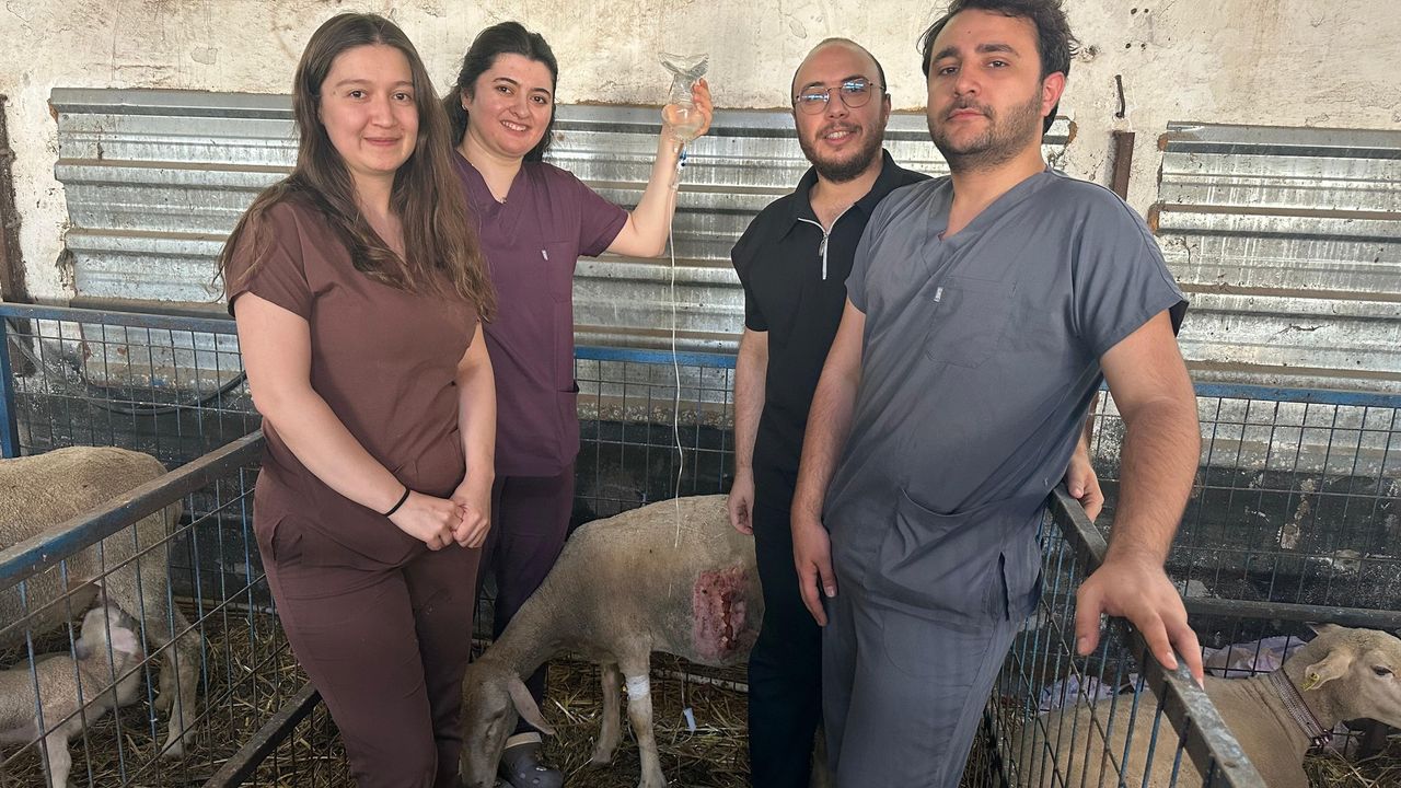 Balıkesir Üniversitesinde Koyunlarda Sezaryenle Canlı Doğum Oranı Artıyor