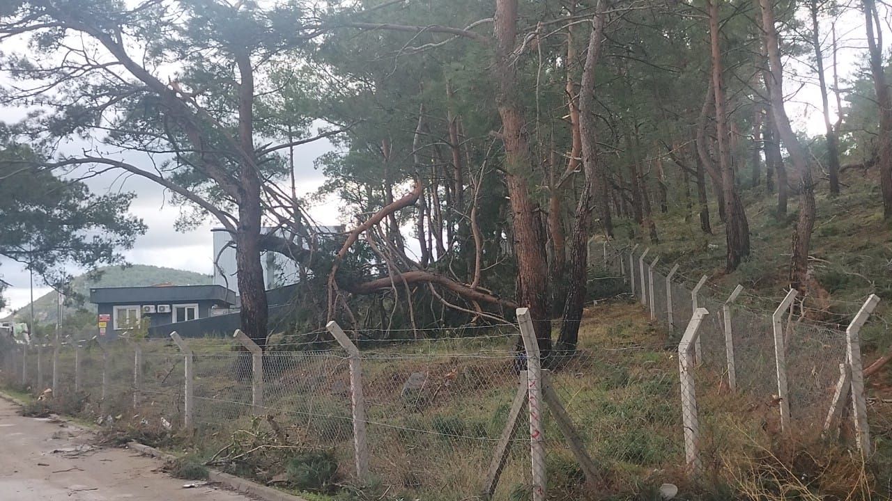 Havran'da Şiddetli Rüzgar! Ağaçlar Devirdi, İşletmeler Yıkıldı!