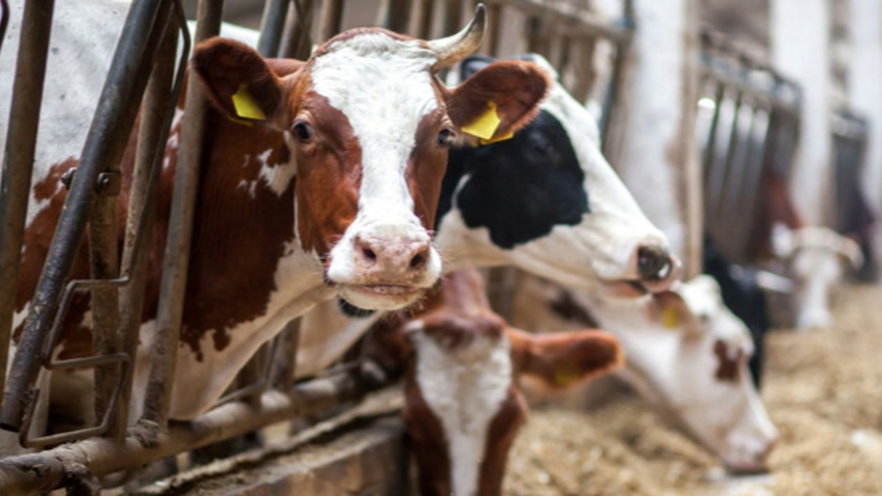 Deli Dana Krizi! Ankara ve Bolu’da İki Yeni Vaka Panik Yarattı!