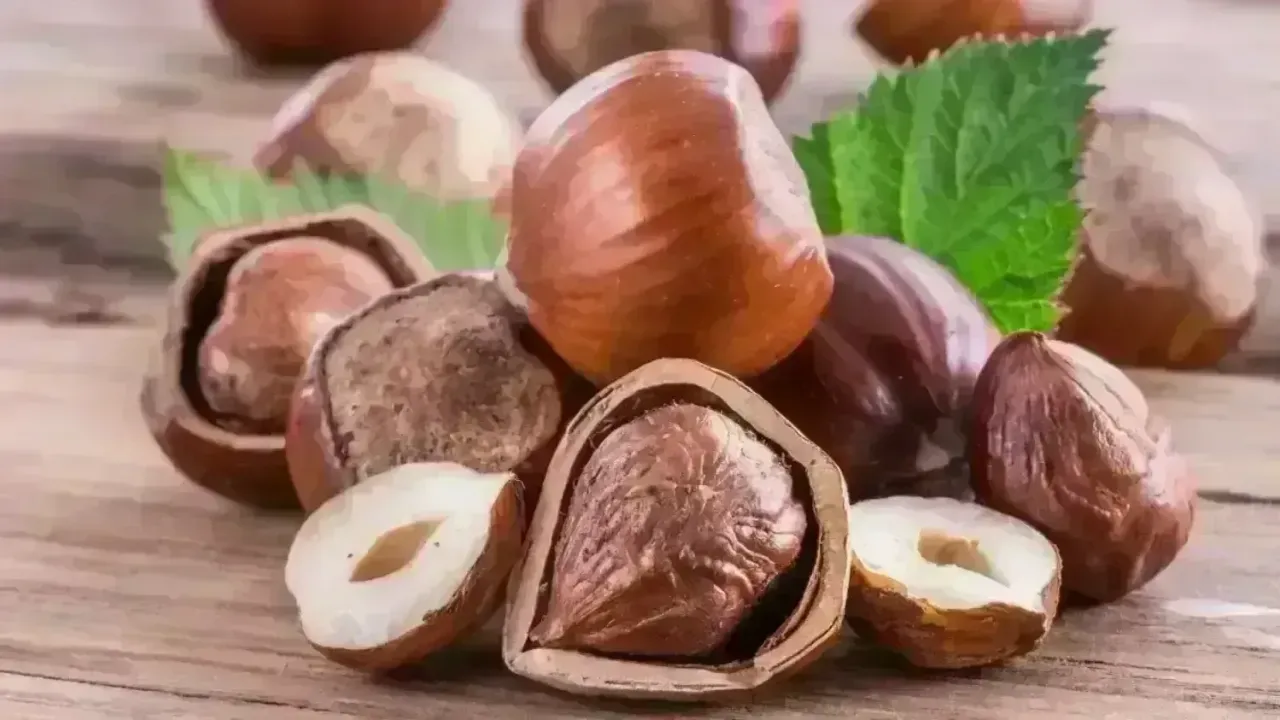 Fındık Fiyatlarında Artış Devam Ediyor! Serbest Piyasada Fındık Fiyatları Ne Kadar Oldu?