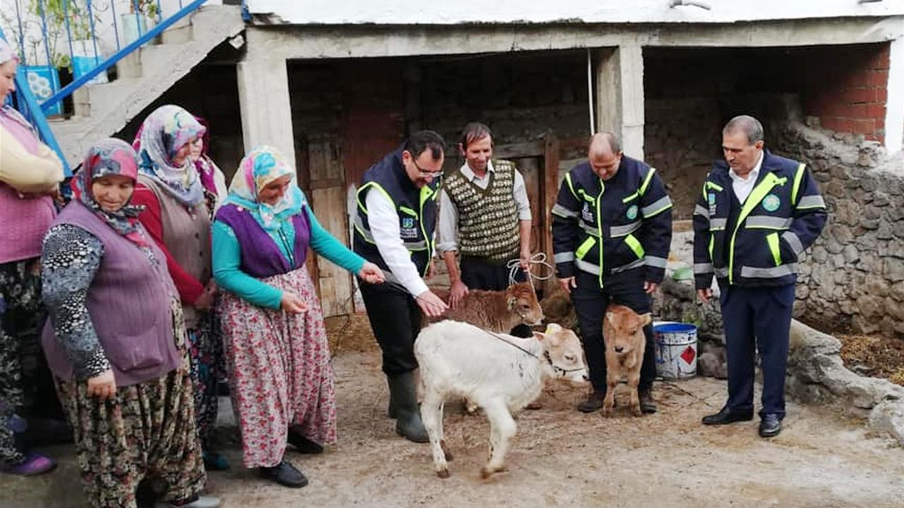 BAÇEM YERLİ IRKLARDA VERİMİ ARTTIRACAK YEM ÜRETTİ
