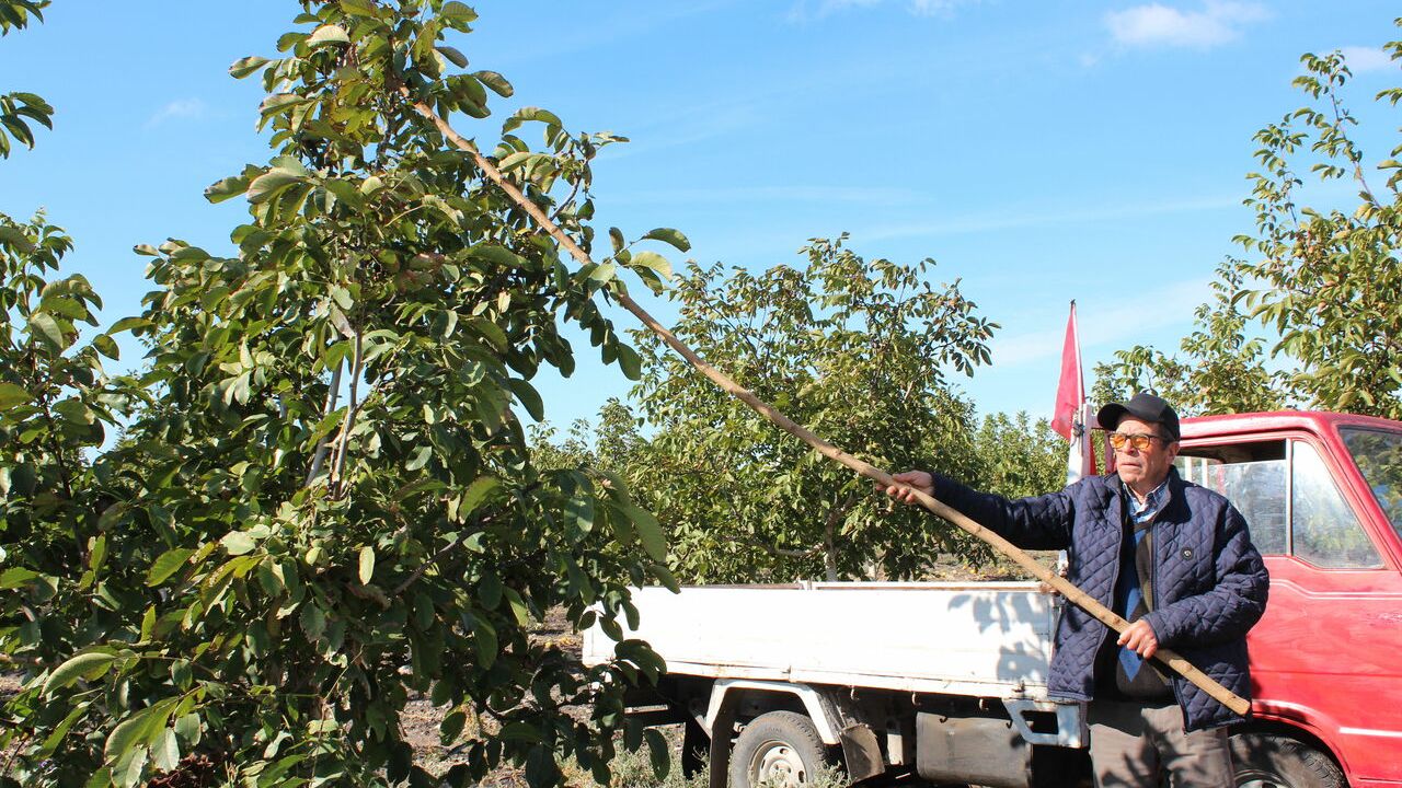 6 yıl önce oluşturulan bahçede hasat başladı: 12 ton ceviz bekleniyor
