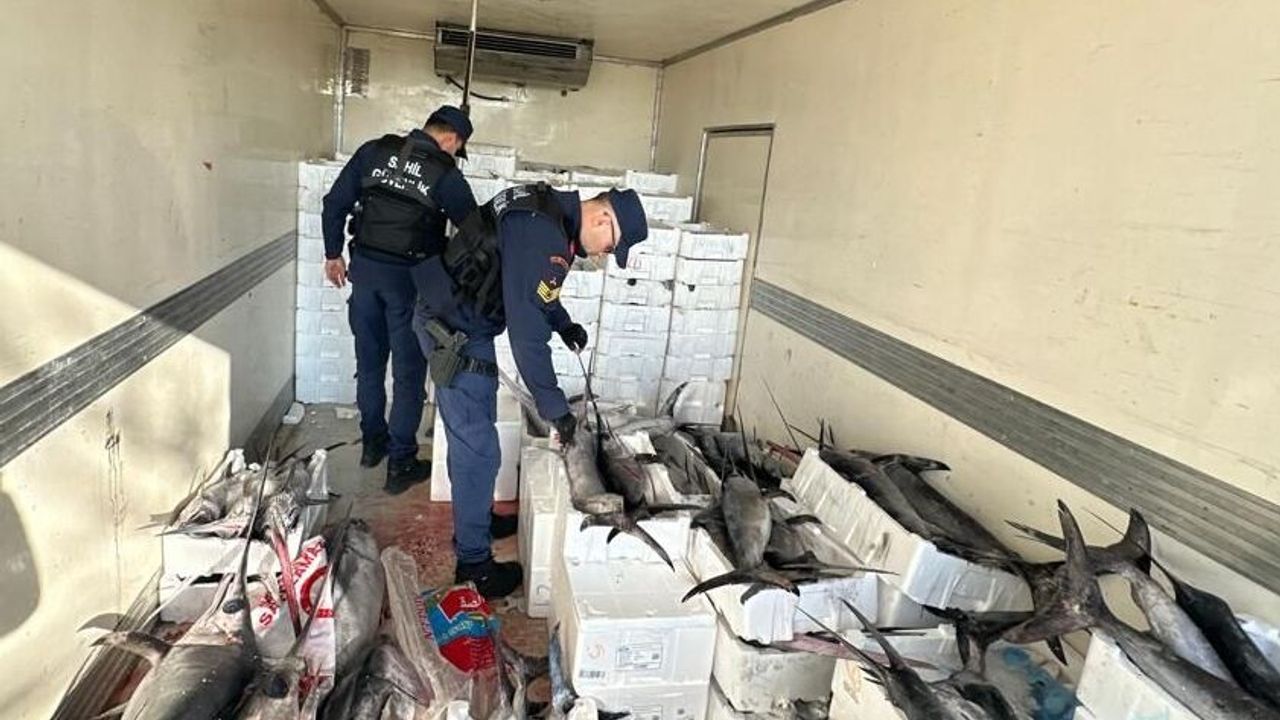 Burhaniye'de avlanması ve nakli yasak olan 3 tondan fazla balık ele geçirildi