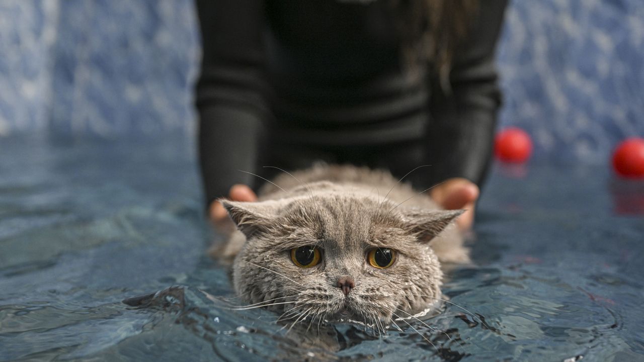 Obez kedi Şiraz fizyoterapiyle kilolarından kurtulacak