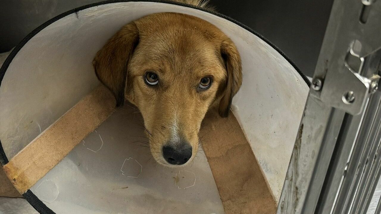 Silahla vurulmuş haldeyken doğum yapan köpek tedavi altına alındı
