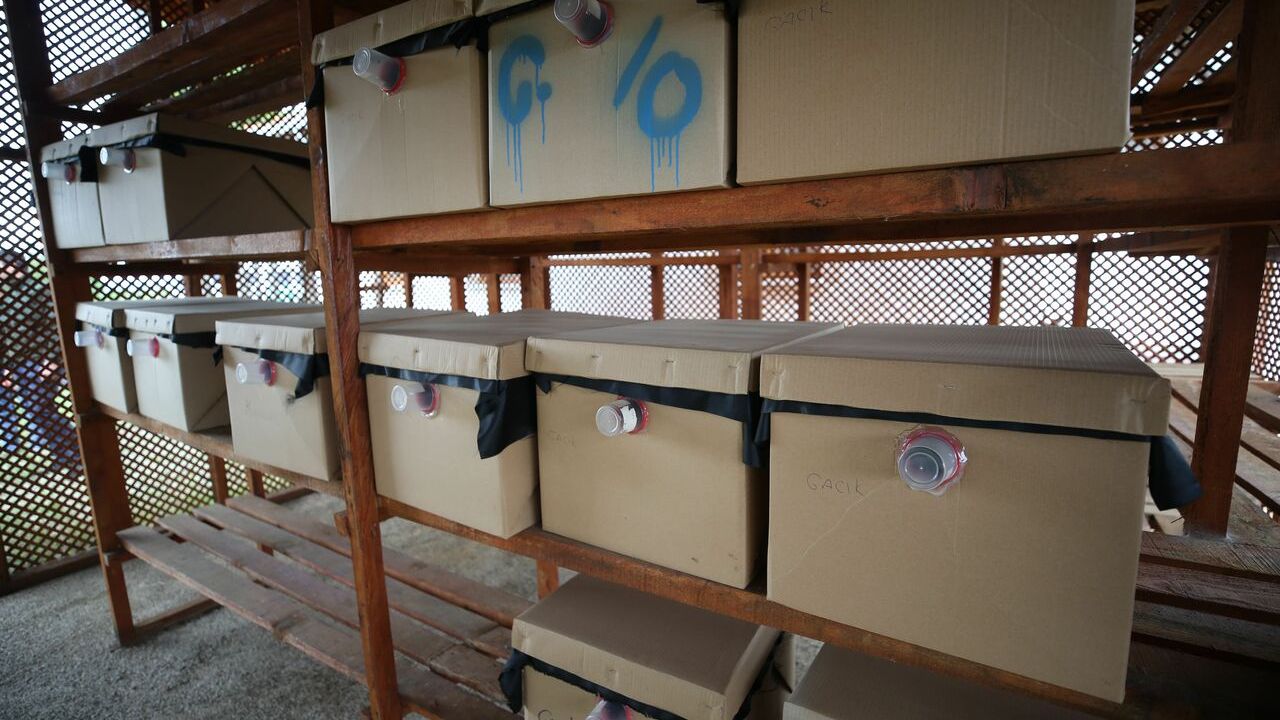 Balıkesir'deki kestane ormanlarına "katil arı" ile mücadele için binlerce böcek bırakıldı