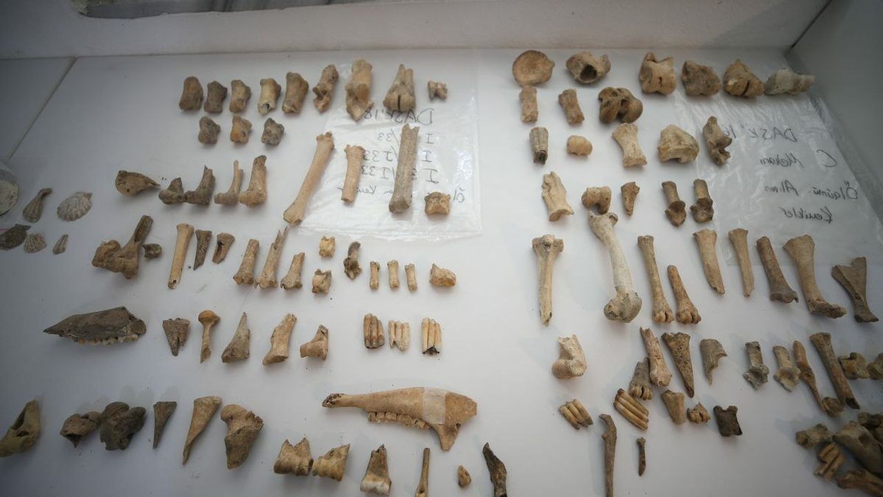 Daskyleion’da müthiş keşif: 2 bin 500 yıl öncesine ait hayvan kemikleri bulundu