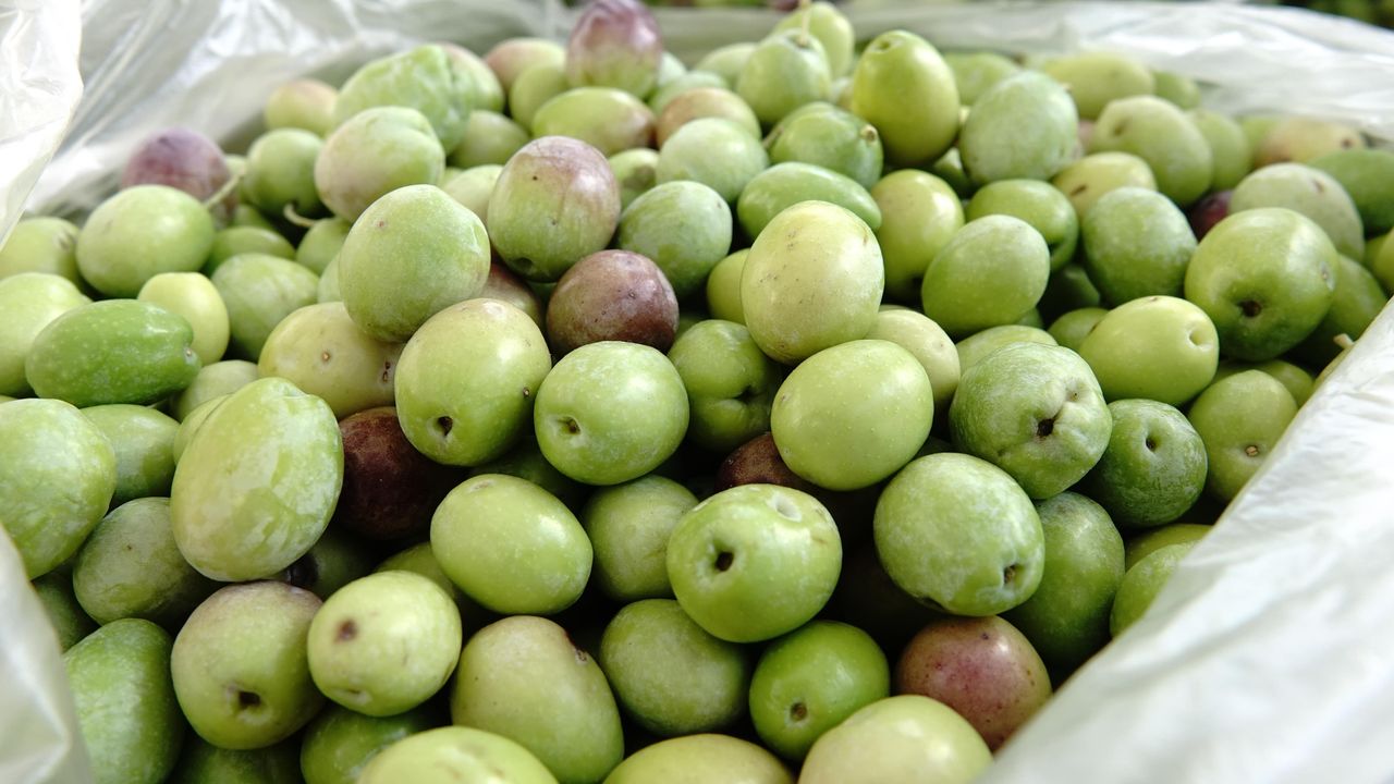 Yeni mahsul "kırma yeşil zeytin" damakları tatlandırmaya başladı