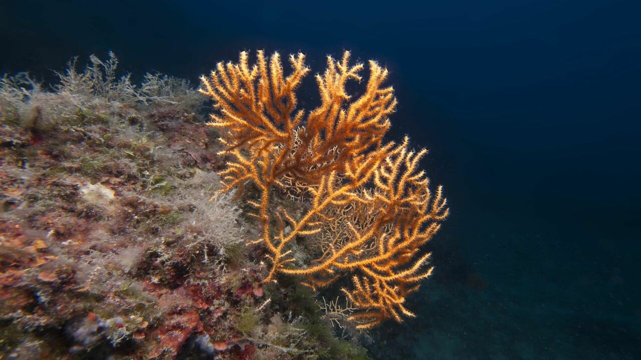 Görenler büyüleniyor! İşte Ayvalık'ın su altı zenginlikleri!
