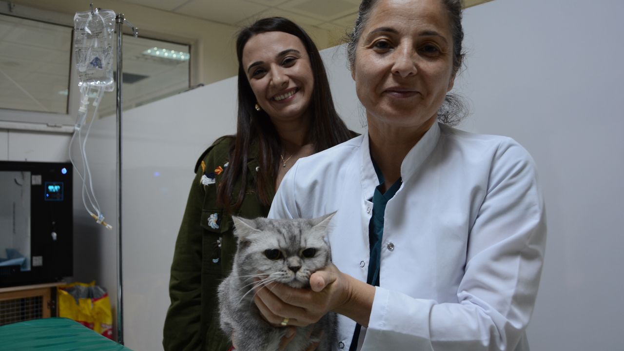 Sürekli hapşıran kedi, insanlarda kullanılan septal buton uygulamasıyla tedavi edildi