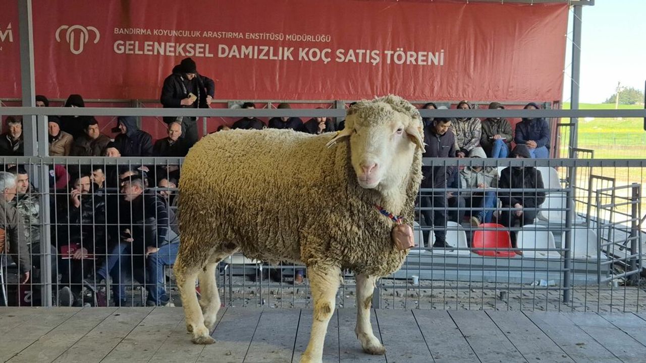 Bandırma'da Nefes Kesen Açık Artırma! Damızlık Koç Rekor Fiyata Satıldı!