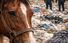 Çöplükteki at kafalarının gizemi çözülemedi!