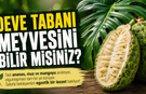 Deve tabanı meyvesini bilin misiniz?
