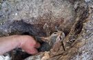 Zeytin ağacının koğuğuna sıkıştı! Bir kedi kurtarma operasyonu daha