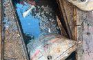 BU KADARINA DA “YUH ARTIK!” KANALİZASYON HATTINDAN BİR ÇUVAL KÖMÜR ÇIKTI!