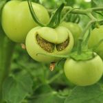 Doğadaki Emoji