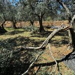 Erdek'te 90 bin zeytin ağacı doğal afetten etkilendi! Hasar büyük...