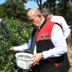 Tarlalarda Bereket Mesaisi: Balıkesir Valisi Ustaoğlu Yaban Mersini Hasadına Katıldı!