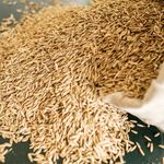 SÜT OTU RYEGRASS TOHUMU VE 5'Lİ KARIŞIM YEM BİTKİSİ TOHUMU ALIMI