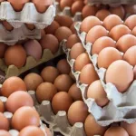 Yumurta'da Korkutan Alarm: Salmonella Şüphesiyle 306 Kişi Hastalandı, Ürünler Geri Çağrılıyor!
