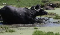 Balıkesir'de Belgesellik Görüntüler! Manda Sürülerinin Çamur Banyosu Afrika'yı Aratmadı!
