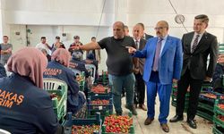 Balıkesir’de Çilek Üretimi Soğuk Hava Depolarıyla Güçleniyor!