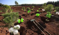 ORMANCILIK ÇALIŞMALARININ TAKİBİ VE KONTROLÜ HİZMETİ ALINACAKTIR