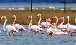 Balıkesir'in İkinci Kuş Cenneti Olmaya Aday! Flamingolar Geri Döndü