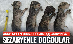 Anneleri normal doğum yapamadı! Yavrular sezaryenle dünyaya geldi