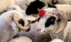 2025 Kurban Bayramı Ne Zaman? Bayram Tatili Uzatıldı Mı, Kaç Gün Olacak?