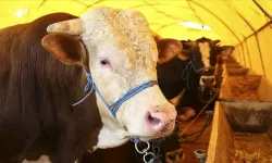 Kurbanlık Fiyatları Ne Olacak? Bakan Yumaklı'dan Fahiş Fiyat Açıklaması: