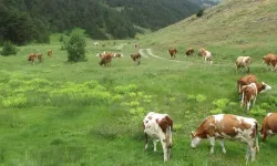 Mera Alanları Ticarete Açılabilecek! Resmi Gazete'de Yayımlandı!