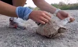 İnsanı Gülümseten Anlar! Kaplumbağaya ‘Seni Nereye Bırakayım?’ Diye Sordu