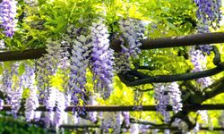 Mor Salkımların Büyülü Dansı: Wisteria