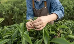 Çay Üreticisine Müjde Mi Hayal Kırıklığı Mı? 2025 Yaş Çay Alım Fiyatı Açıklandı!
