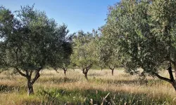 T.C. BALIKESİR İLİ BURHANİYE BELEDİYE BAŞKANLIĞI ZEYTİNLİK KİRALAMA İHALE İLANI