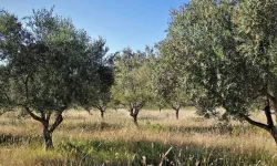 Vakıflar'da Büyük İhale! Çok Sayıda Arsa Kiraya Çıkarıldı