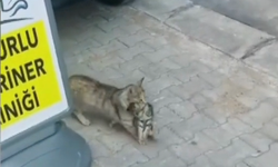 Yavrusunu Ağzında Taşıyıp Veterinere Getirdi