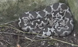 Balıkesir'de Yılan Paniği! Eski Depoda 3 Zehirli Engerek Yılanı Yakalandı