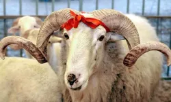 Kurban Bayramı Tatili 9 Gün Olacak mı? İşte 2026 Bayram Takvimi ve Tatil Hesapları