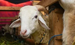 Kurban Ne Zamana Kadar Kesilir? Bayramın 4. Günü Kurban Kesilir Mi?