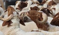 Türkiye’nin En Büyük Pazarı Kuruldu! 2026 Kurbanlık Fiyatlarında Şarkışla Rüzgarı: Hisse Fiyatları Dudak Uçuklattı!