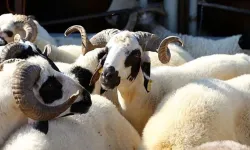 100 Küçükbaş Hayvan Desteği Başvuruları Başladı! Kimler Alabilir? 2 Yıl Geri Ödemesiz Faizsiz Kredi ve Başvuru Şartları: