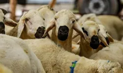 2026 Kurbanlık Fiyatları Belli Oldu! Büyükbaş ve Küçükbaş Ne Kadar? İşte Şehir Şehir Beklenen Rakamlar...