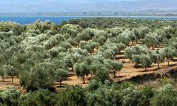 WWF-Türkiye’den Torba Yasa Uyarısı: Zeytinlikler, Ormanlar ve Kültürel Miras Tehlikede