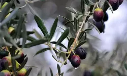 Zeytin Susar, Toprak Ağlar!