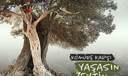 Edremit Çevre Derneği’nden Zeytinlikler İçin Çağrı: Torba Yasa Geri Çekilsin!