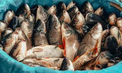 Balıkçılar İçin Sezon Sonu! 2026 Balık Avı Yasağı Ne Zaman Başlıyor? İşte Denizlerde Sessizliğin Başlayacağı O Tarih...