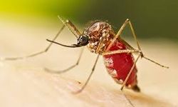 DSÖ Uyardı Chikunguya Virüsü Alarmı! Tedavi Yok, Korunma Şart!