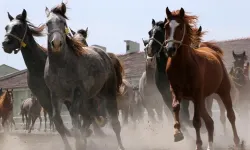 Safkan Arap Atları Satışta! 70 Koşu Tayı Açık Artırmayla Sahibini Bulacak